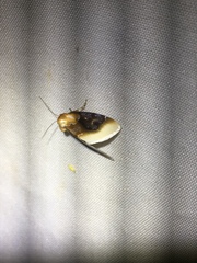 Chrysoecia scira