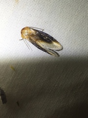 Chrysoecia scira