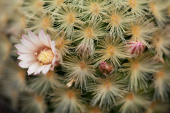 Mammillaria carmenae