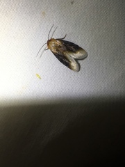 Chrysoecia scira