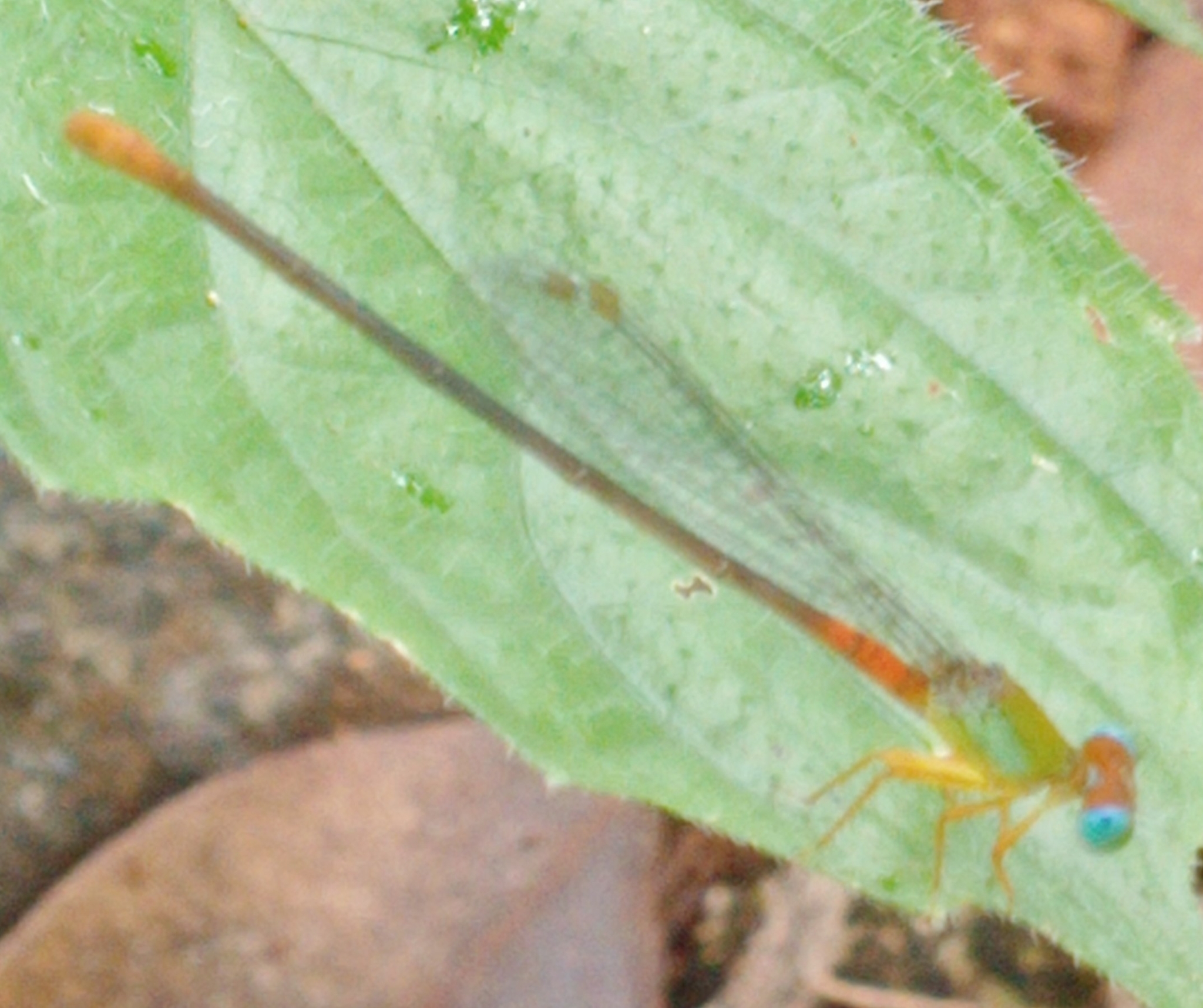 Orange-Tailed Marsh Dart