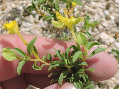 Oenothera berlandieri berlandieri