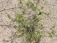 Oenothera berlandieri berlandieri
