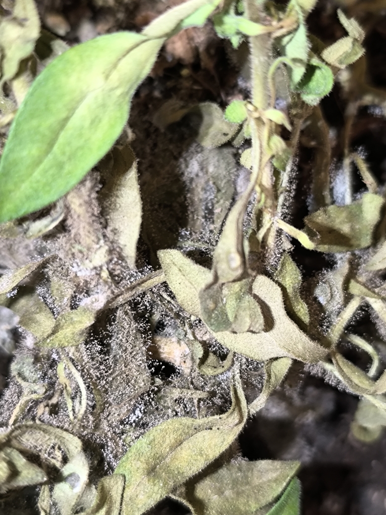 Botrytis cinerea