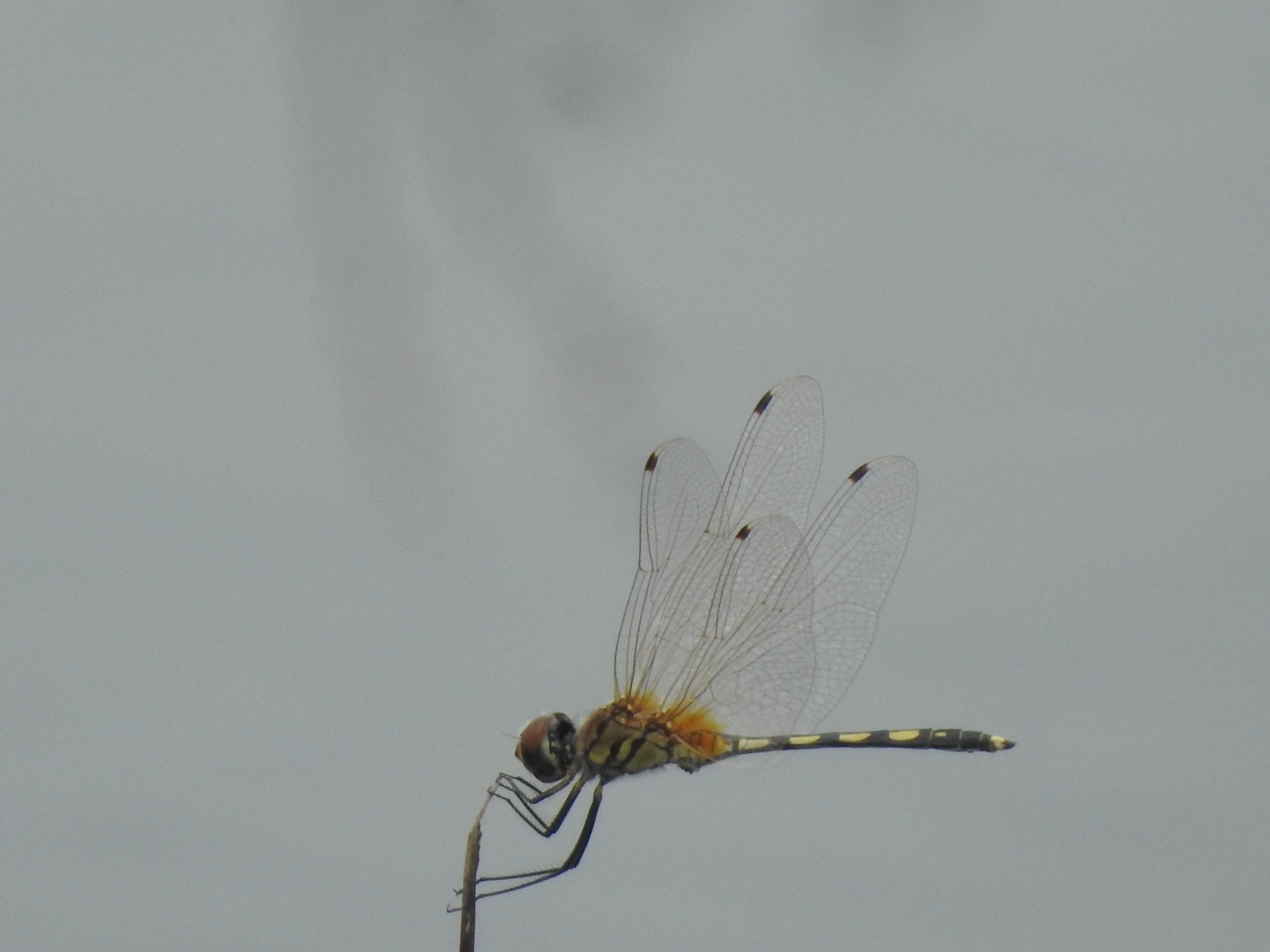 Long-Legged Marsh Glider