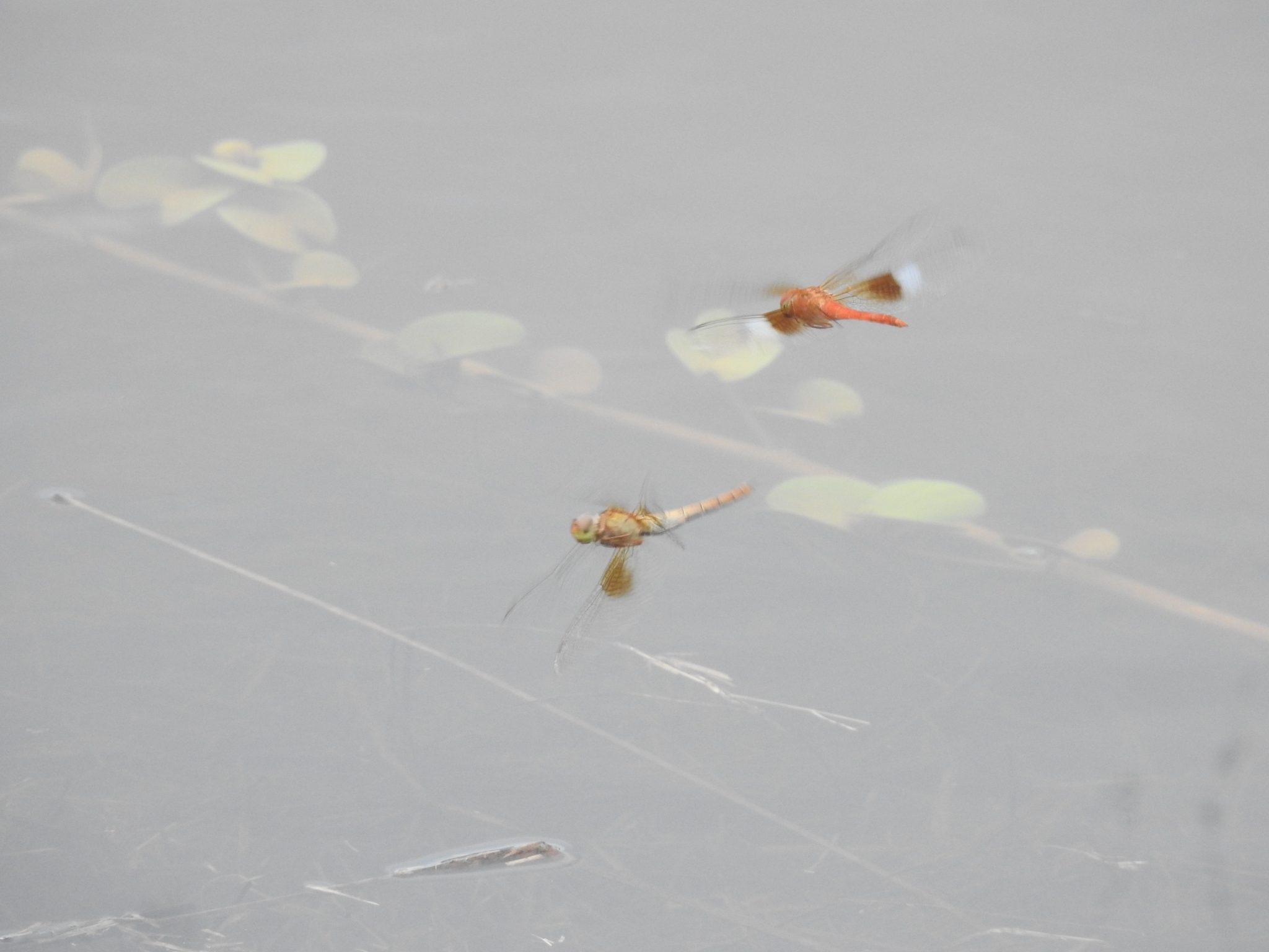Coral-Tailed Cloudwing
