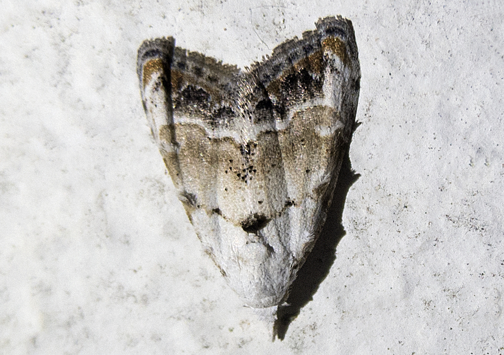 Nola subchlamydula
