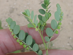 Phyllanthus abnormis