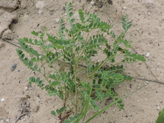 Phyllanthus abnormis