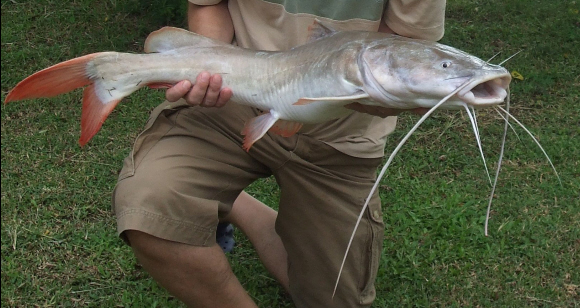 Asian Red Tailed Catfish
