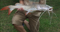 Asian Red Tailed Catfish photo 1