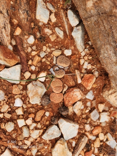 Lithops hookeri