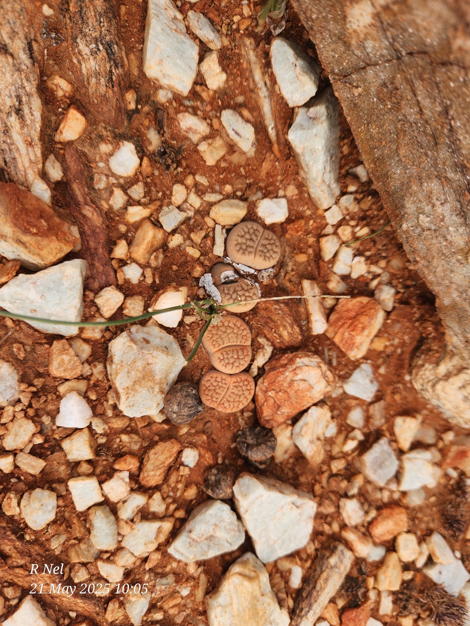 Living stones