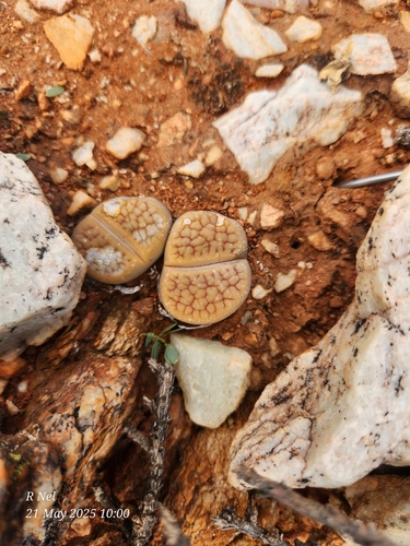 Lithops hookeri