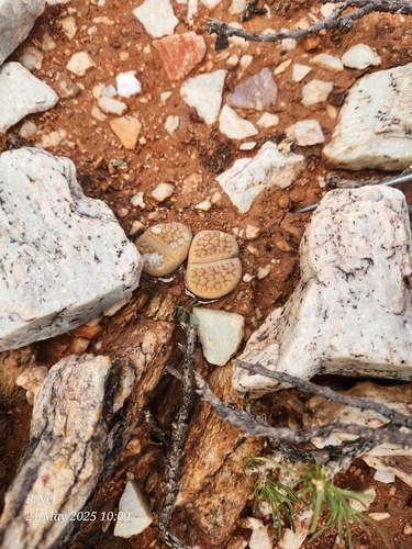 Lithops hookeri