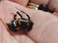 Nicrophorus carolina