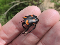 Nicrophorus carolina