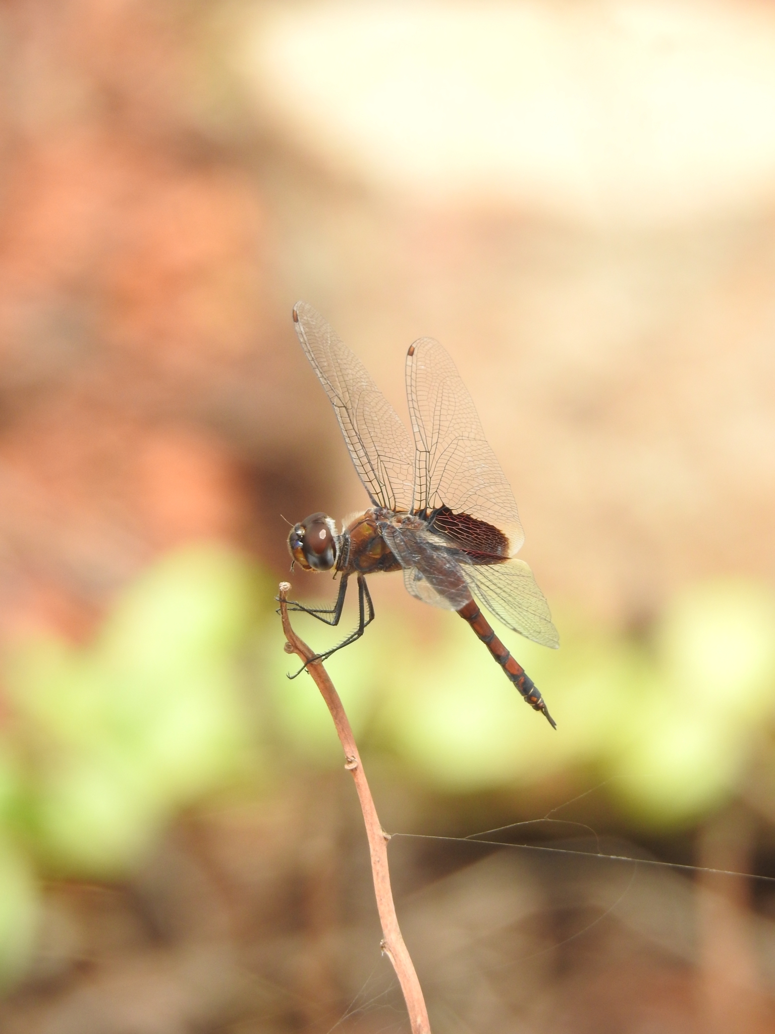 Black Marsh Trotter