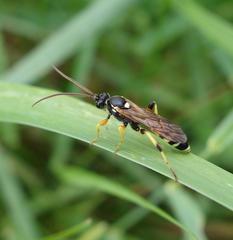Ichneumon sarcitorius