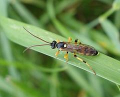 Ichneumon sarcitorius