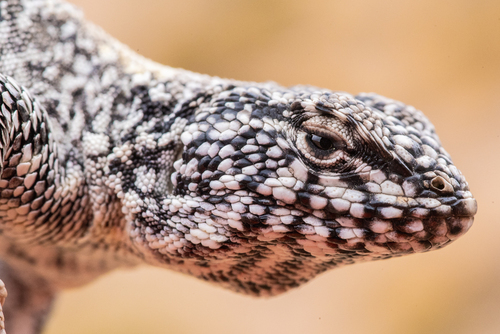 James' Tree Iguana, Liolaemus jamesi