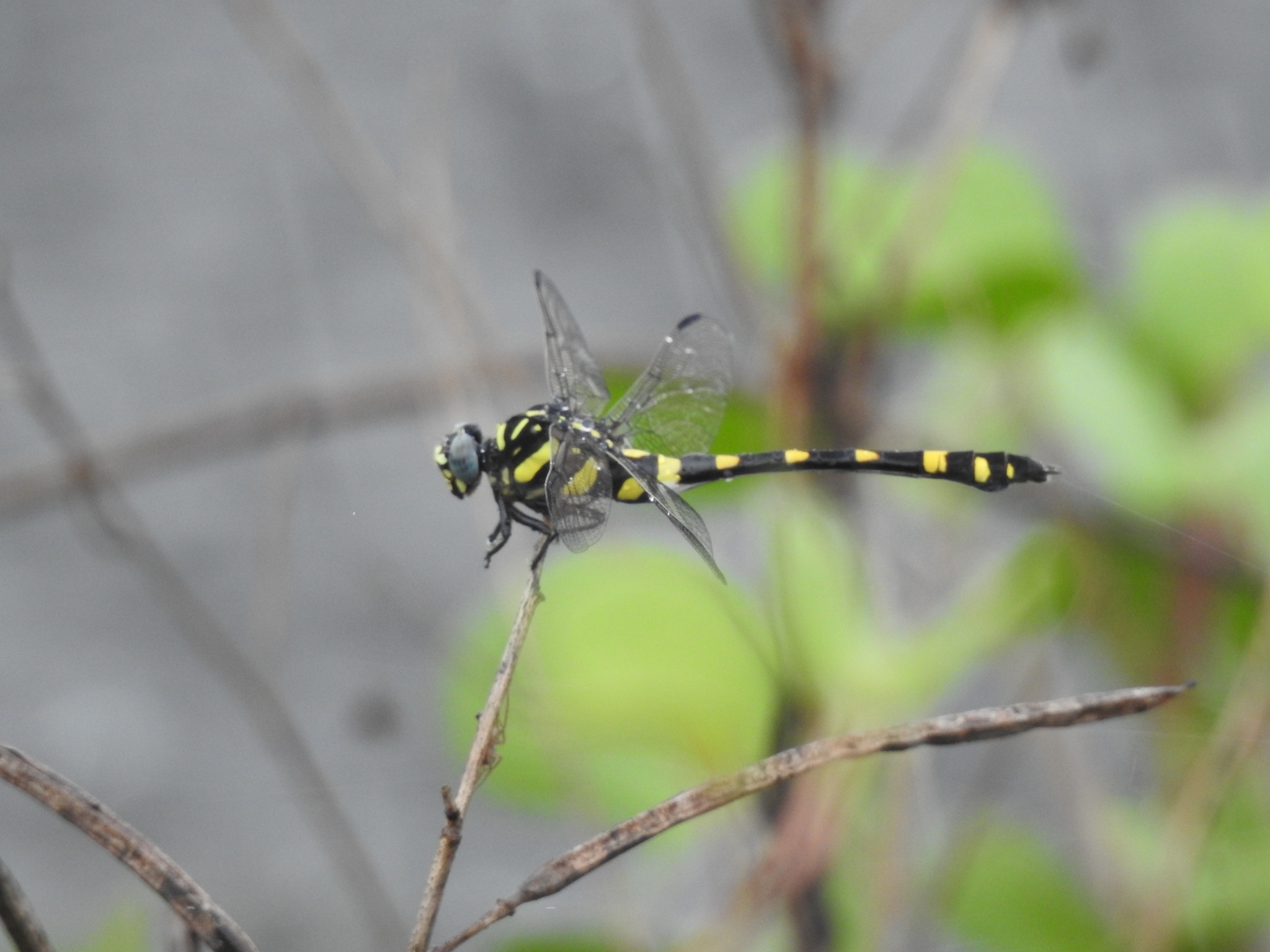Indian Common Clubtail