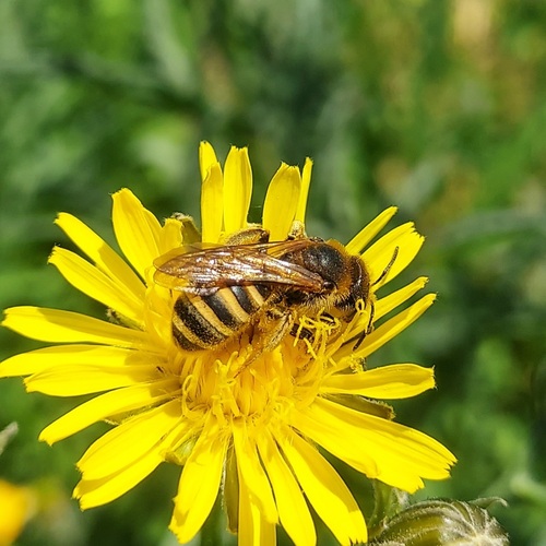 Great Banded Furrow Bee, Nijmegen-Midden, Nijmegen, Netherlands, photo 6 of 10