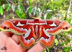 Rothschildia jacobaeae