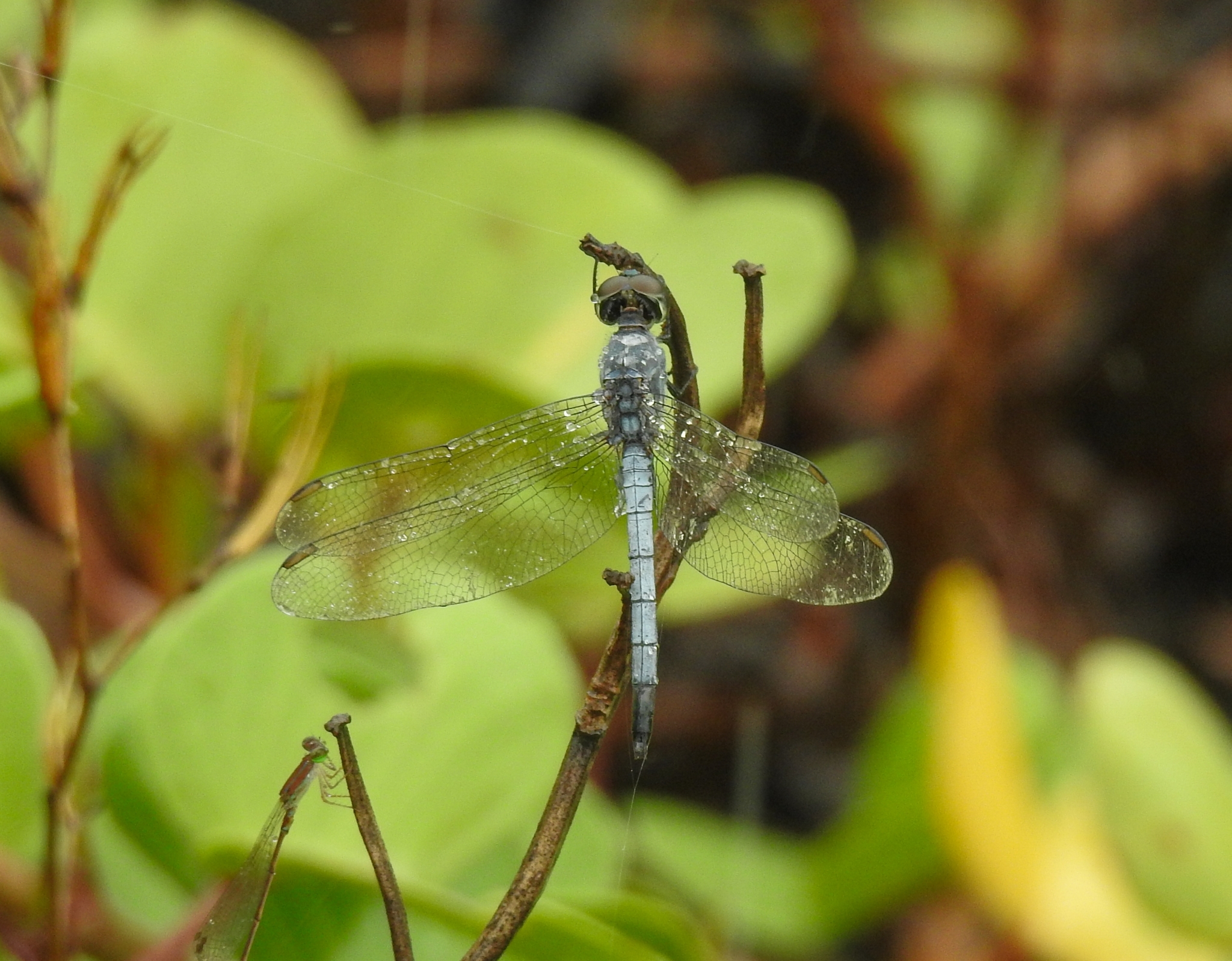 Little Blue Marsh Hawk