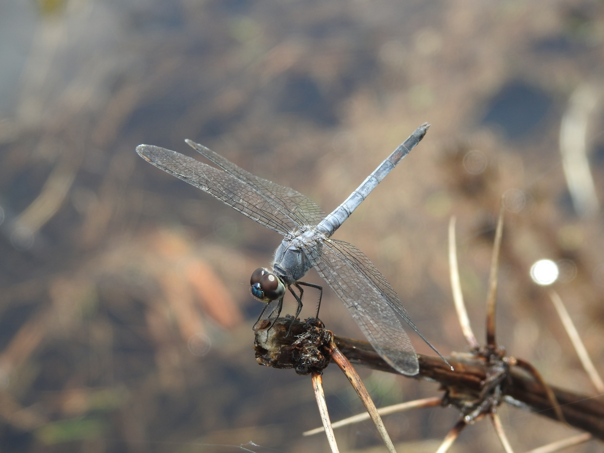 Little Blue Marsh Hawk