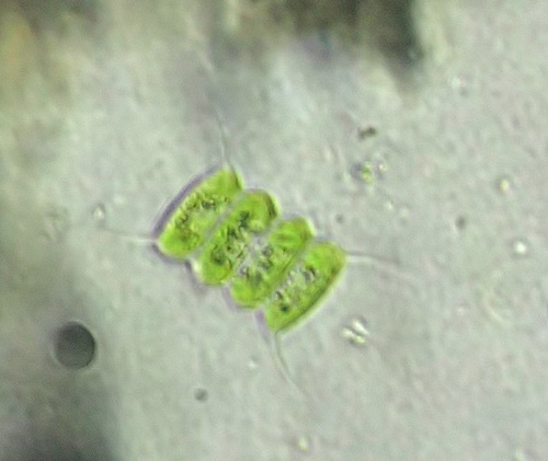 Desmodesmus communis