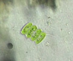 Desmodesmus communis