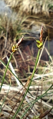Carex capillacea