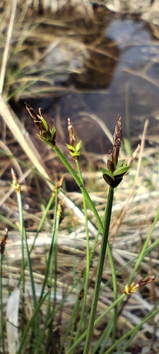 Carex capillacea, photograph 2