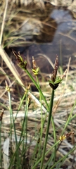 Carex capillacea, photograph (c) Santiago Martín-Bravo, some rights reserved (CC BY)