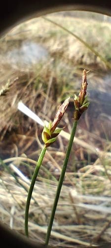 Carex capillacea, photograph 3