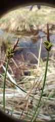 Carex capillacea, photograph (c) Santiago Martín-Bravo, some rights reserved (CC BY)
