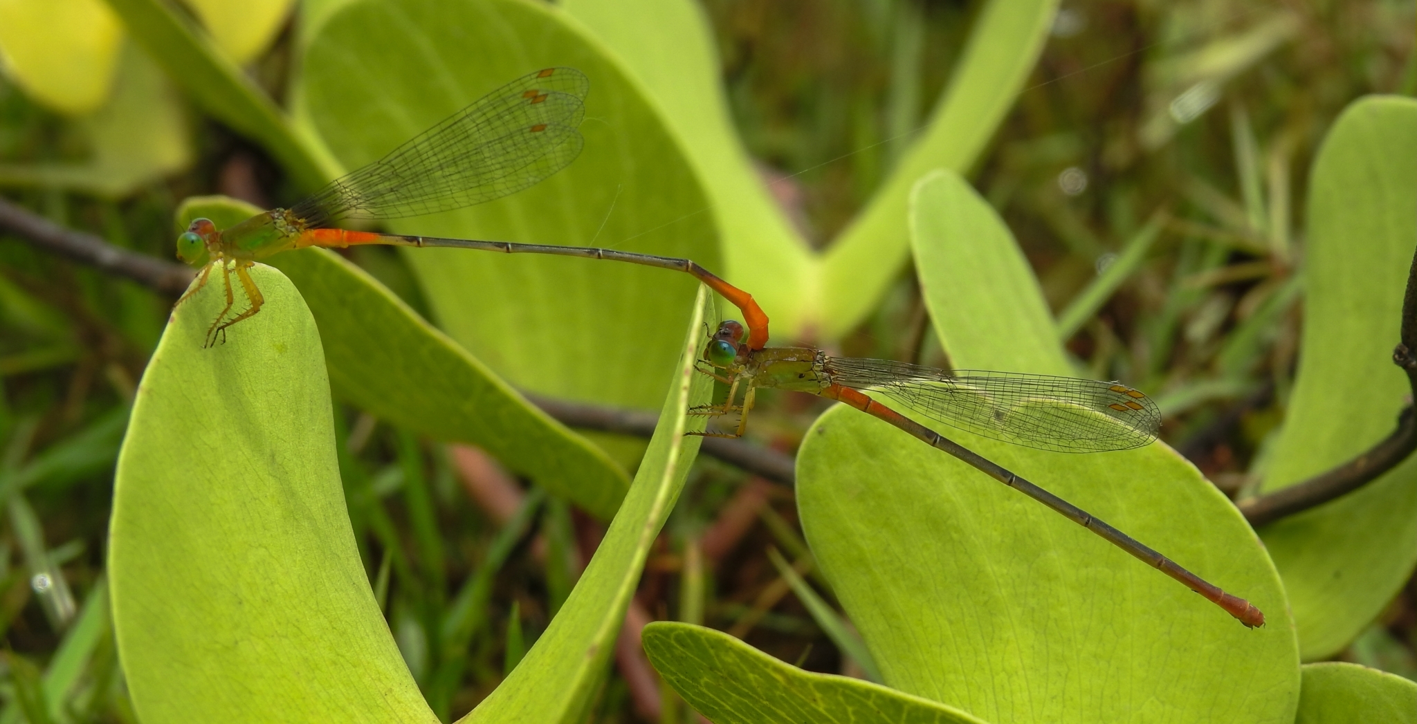 Orange-Tailed Marsh Dart