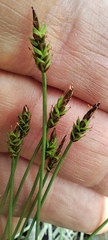 Carex capillacea, photograph (c) Santiago Martín-Bravo, some rights reserved (CC BY)
