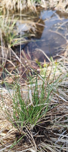 Carex capillacea, photograph 6