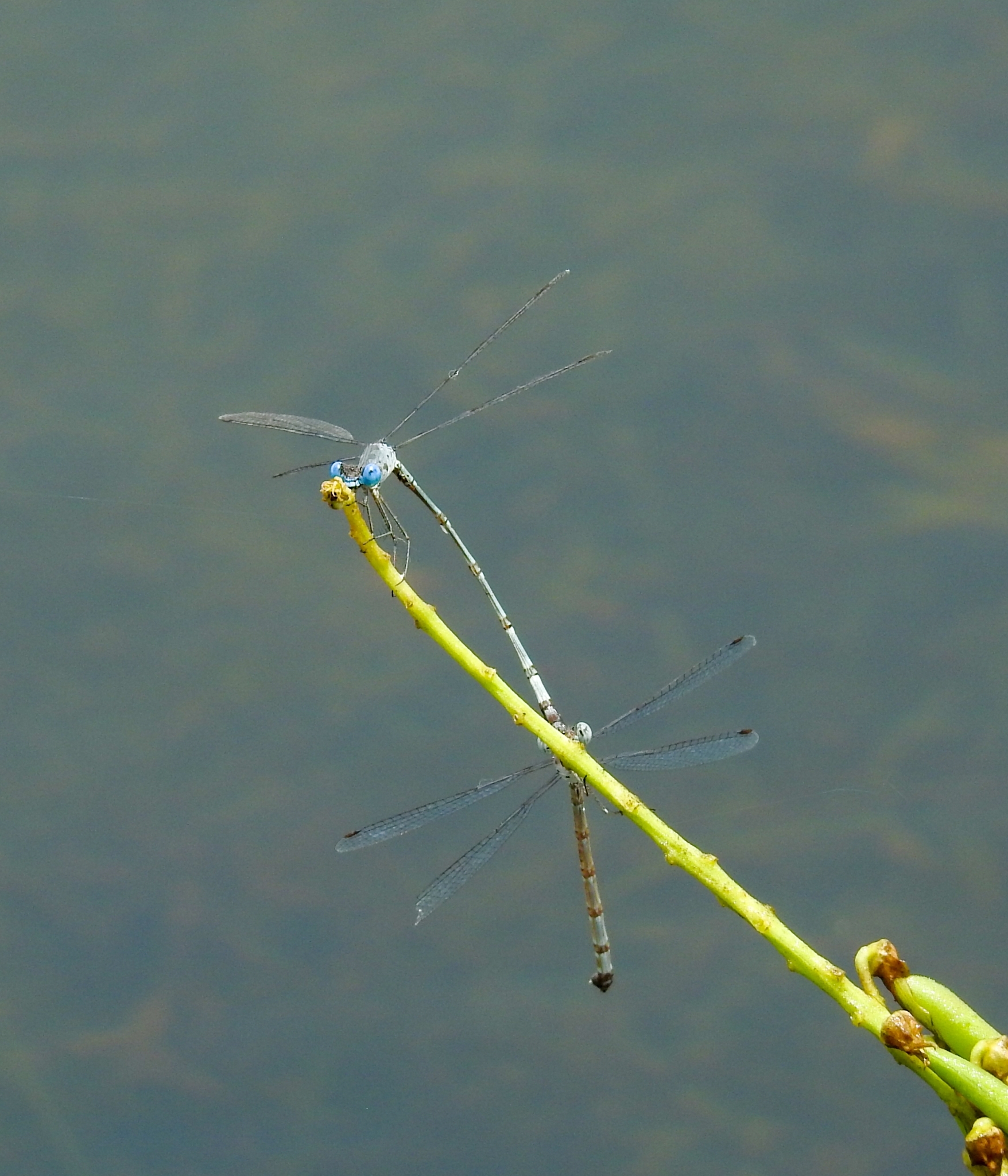 Scalloped Spreadwing
