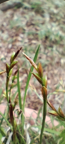 Carex grallatoria iNat (1)