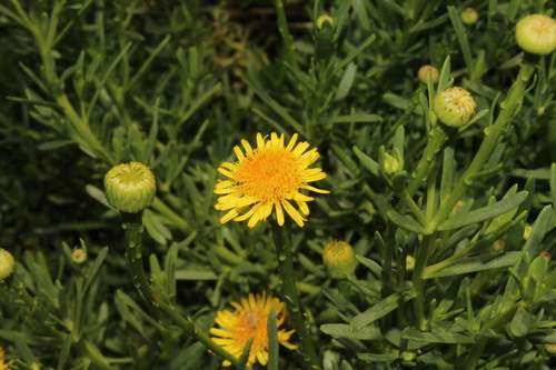 Golden Samphire