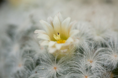 Mammillaria plumosa