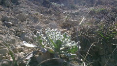 Matthiola odoratissima