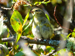 Leiothlypis peregrina