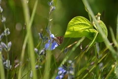 Piruna roeveri
