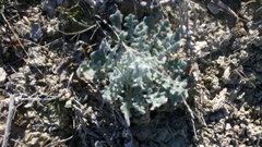 Matthiola odoratissima