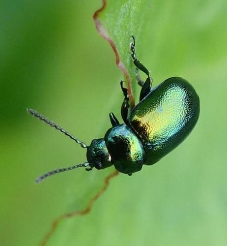 Green Dock Beetle photo 3