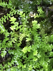 Selaginella helvetica